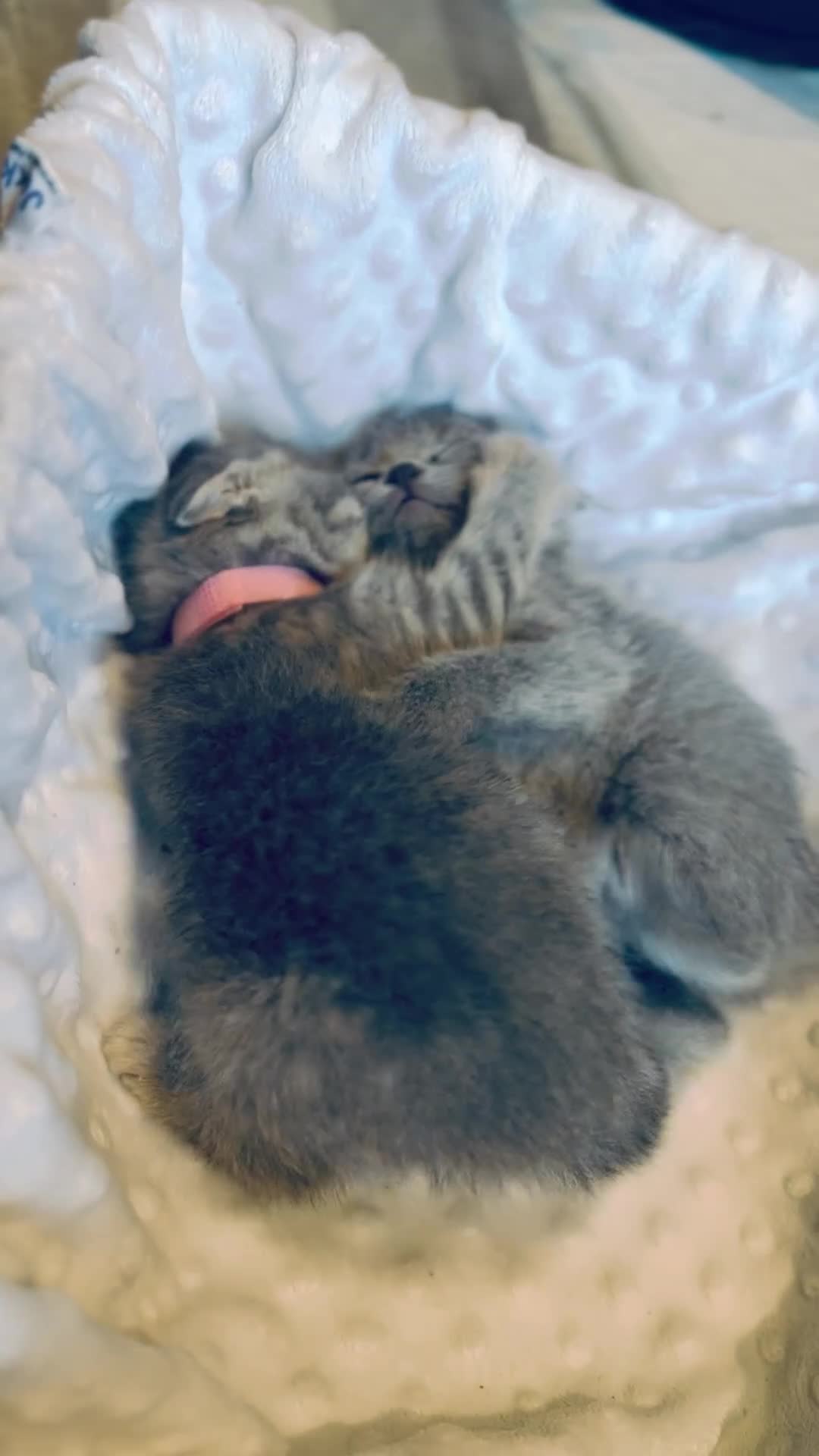 British Shorthair cats for sale: British shorthair kittens  - Video 1