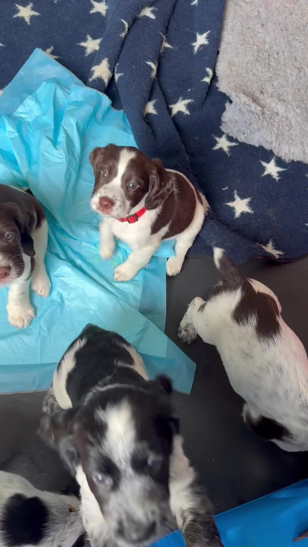 Sprocker dogs for sale: Last girl Working sproker pup - Video 1