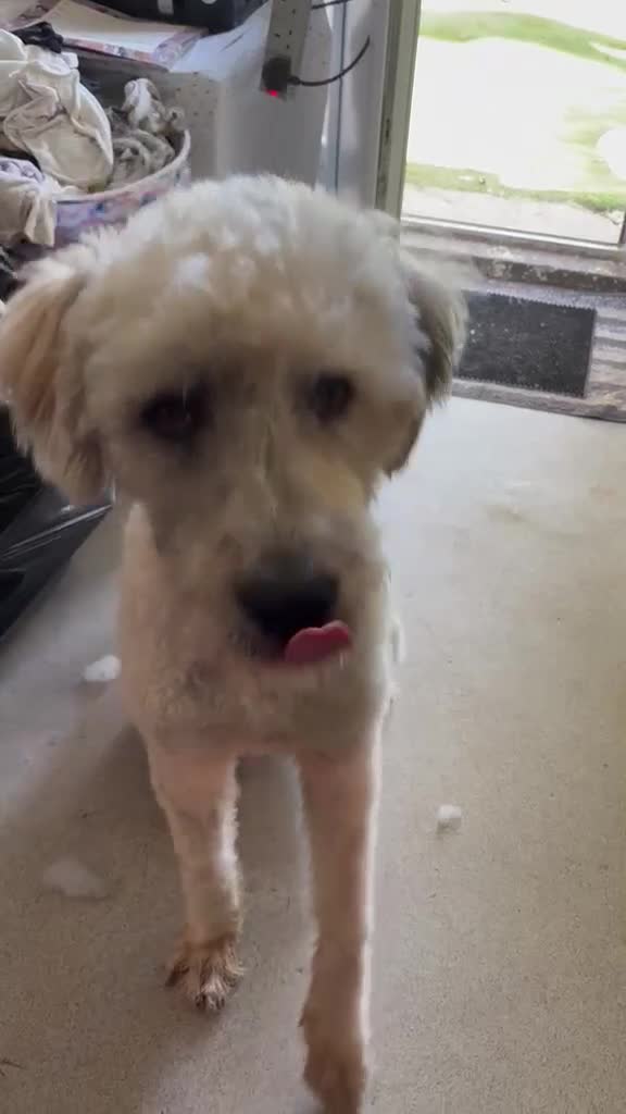 Mixed Breed dogs for sale: Handsome Buddy looking for his home in Marlborough - Video 2