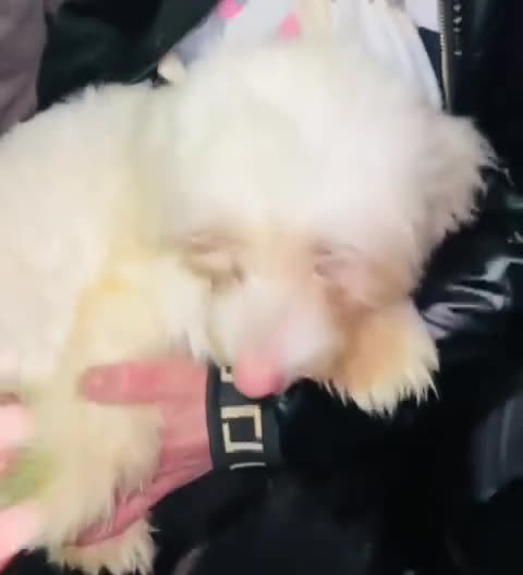 Maltese dogs for sale: Maltese male 🦋 - Video 1