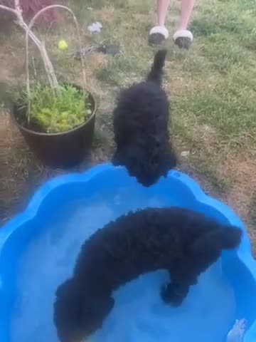 Standard Poodle dogs for sale: Standard poodle pups for sale  in Basildon - Video 1