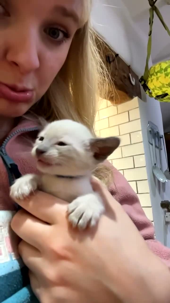 Siamese cats for sale: Pedigree, top quality kittens  - Video 3