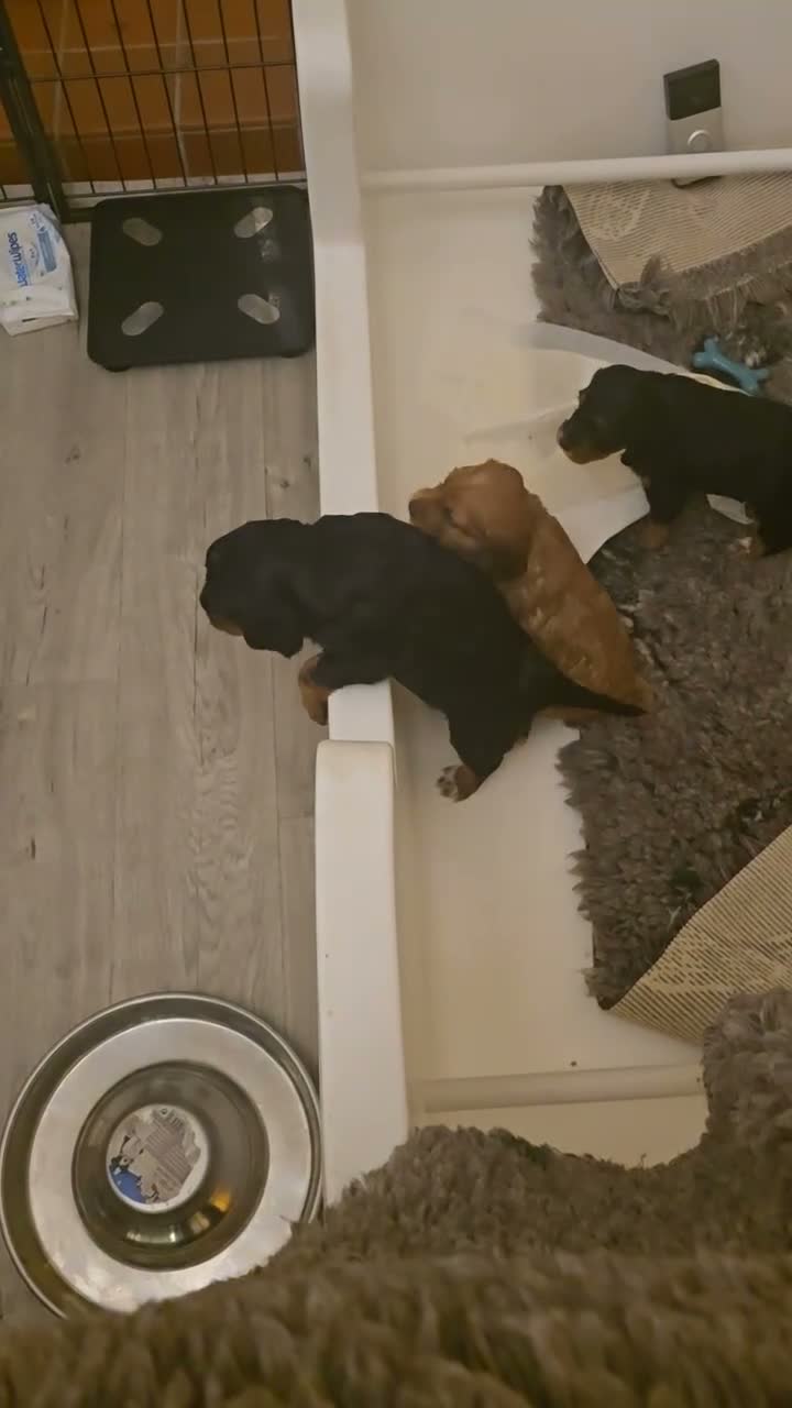 Cocker Spaniel dogs for sale: Working Cocker Spaniel Puppies, Black and Tan, Red - Video 4
