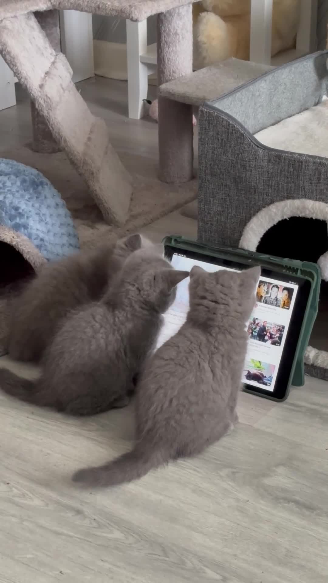 British Shorthair cats for sale: 6 beautiful playful BSH blue kittens - Video 2