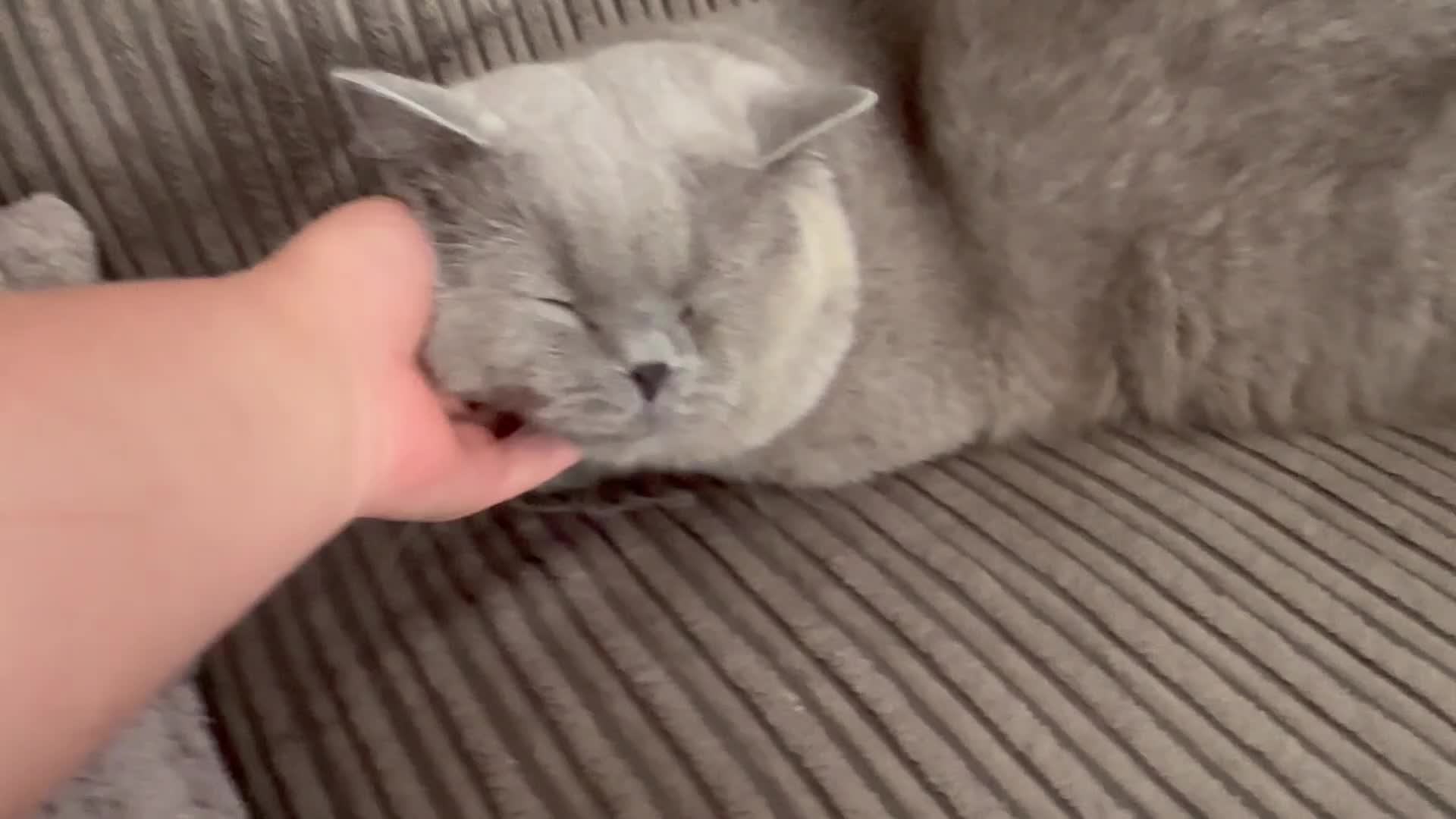 British Shorthair cats for sale: 3 year old boy looking for home - Video 1