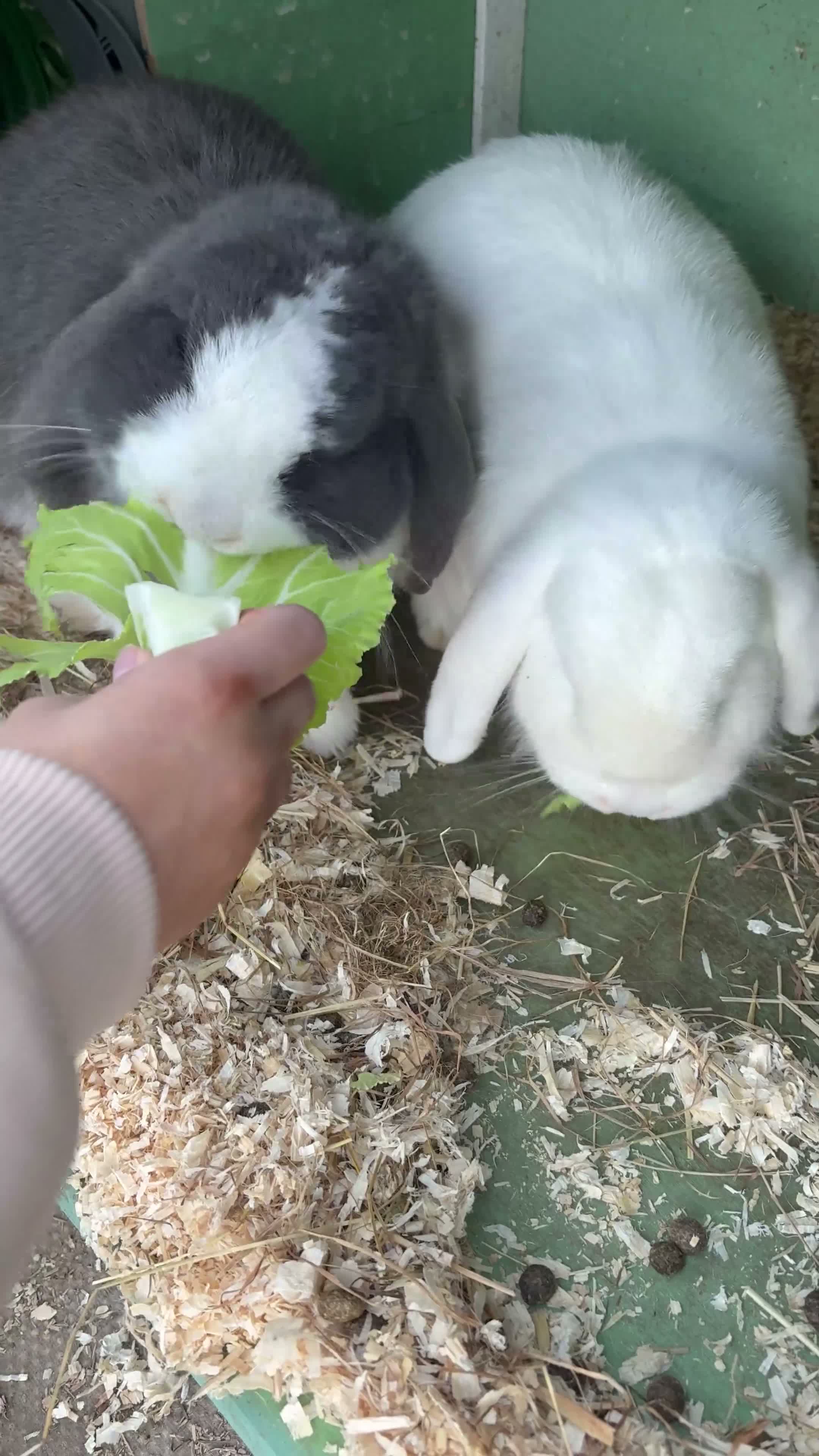 Mixed Breed rabbits for sale: Lovely Rabbit Pair with Hutch & Omlet Run Included in Preston - Video 1
