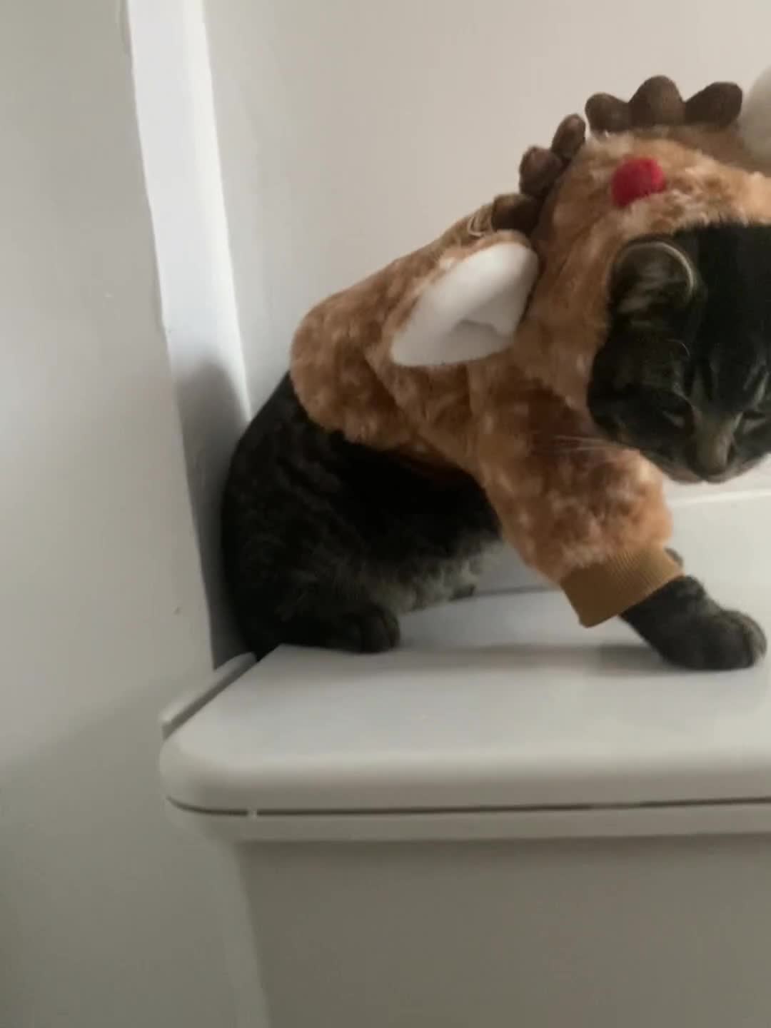 Ragdoll cats for sale: This ragdoll mix is ready ragdoll characteristics - Video 1