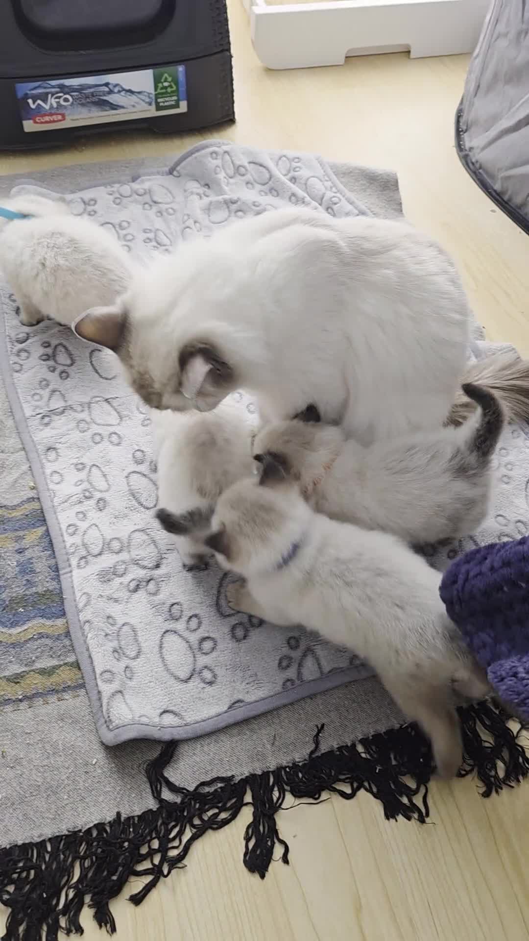 Ragdoll cats for sale: Adorable Ragdoll Babies  - Video 1