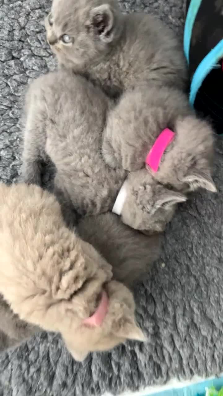 British Shorthair cats for sale: British Shorthair Kittens - Video 1