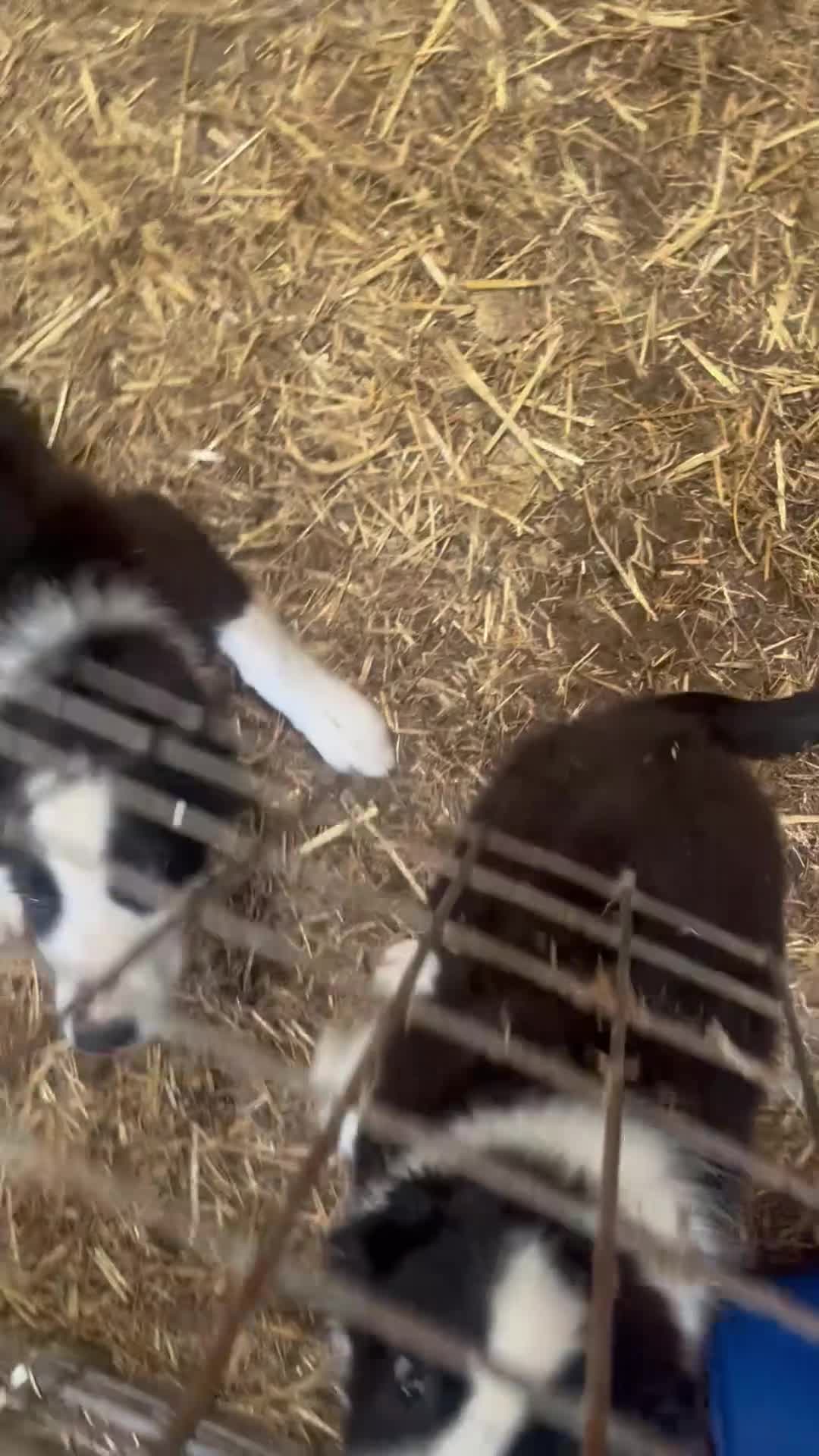 Border Collie dogs for sale: Border collie in Denbigh - Video 1