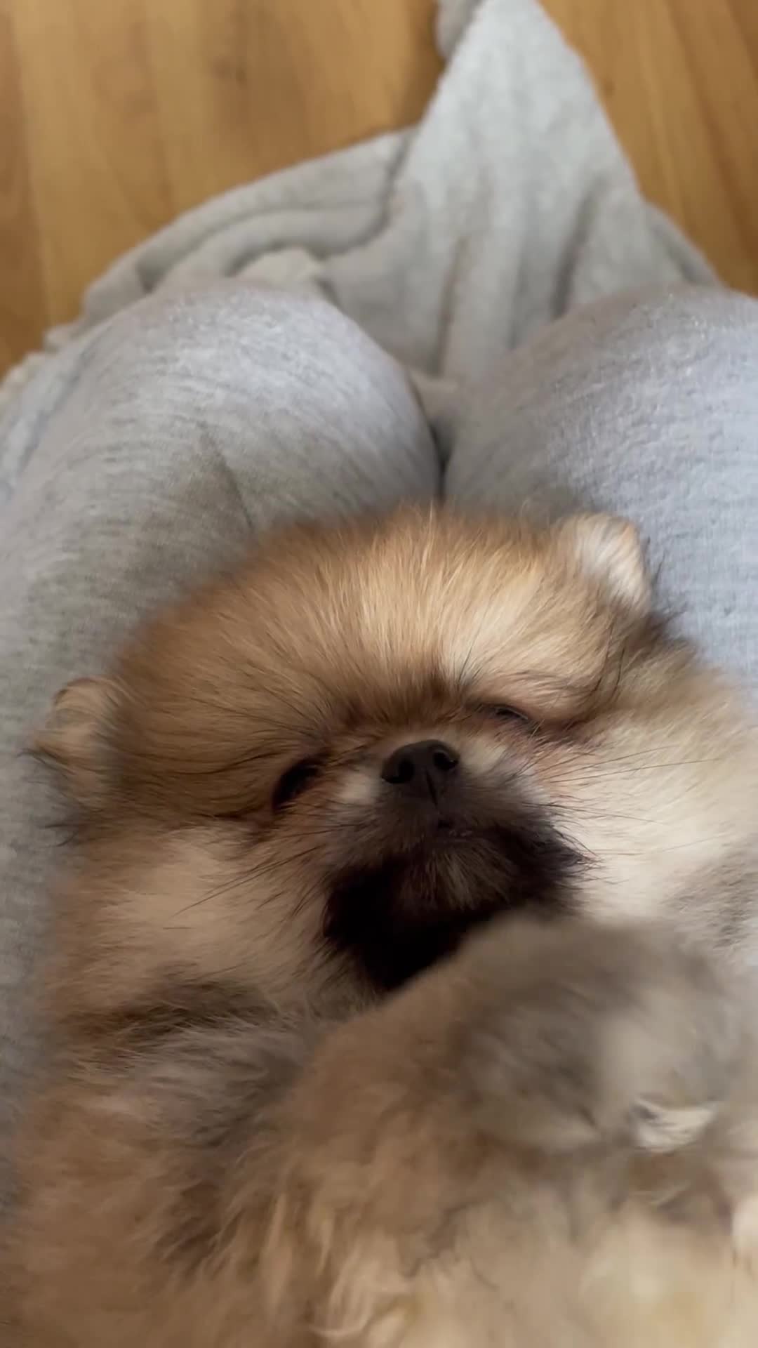 Pomeranian dogs for sale: Beautiful Pomeranian puppies  - Video 1