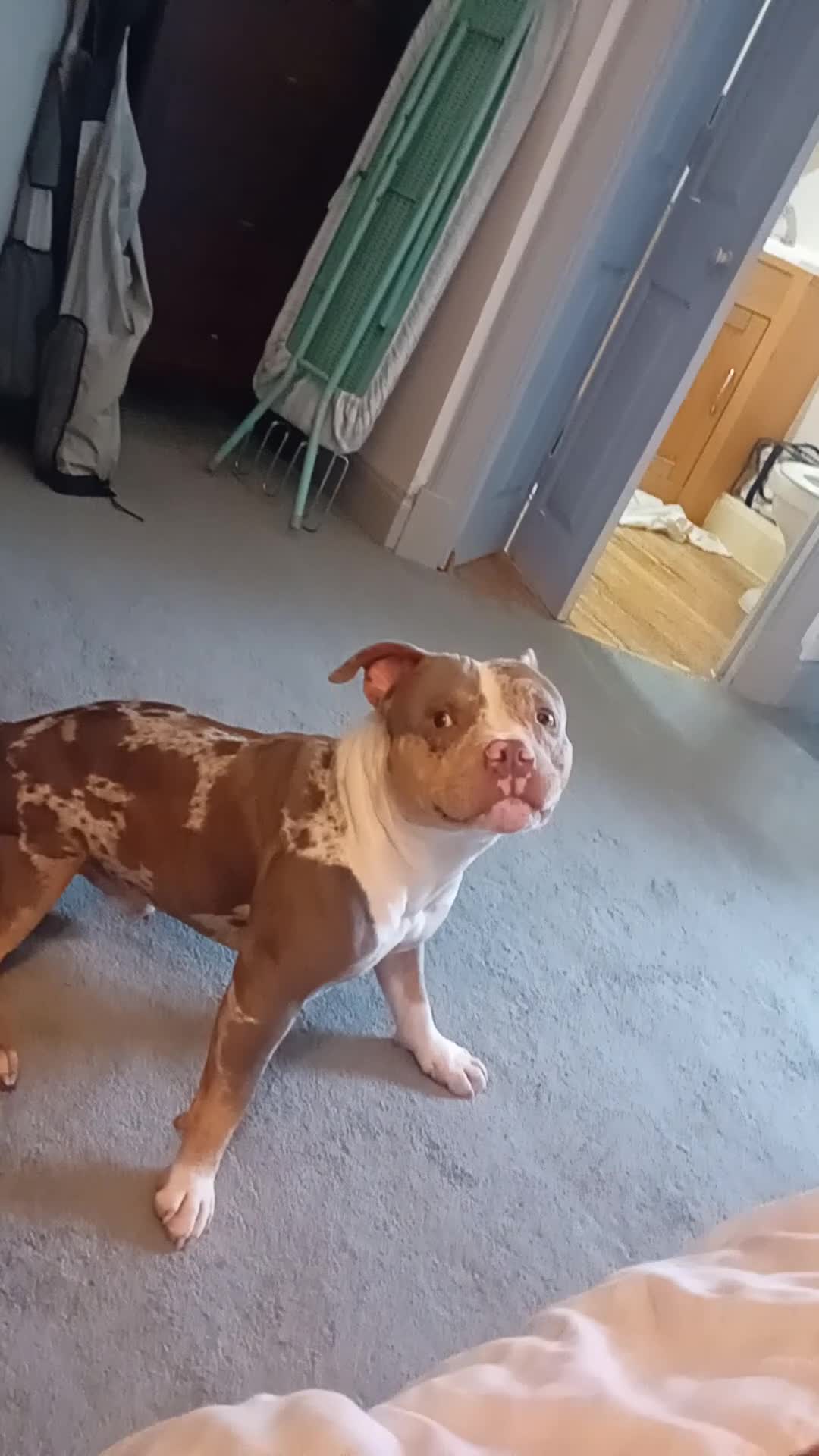 Mixed Breed dogs for sale: Please can you help with our loving dog  - Video 1