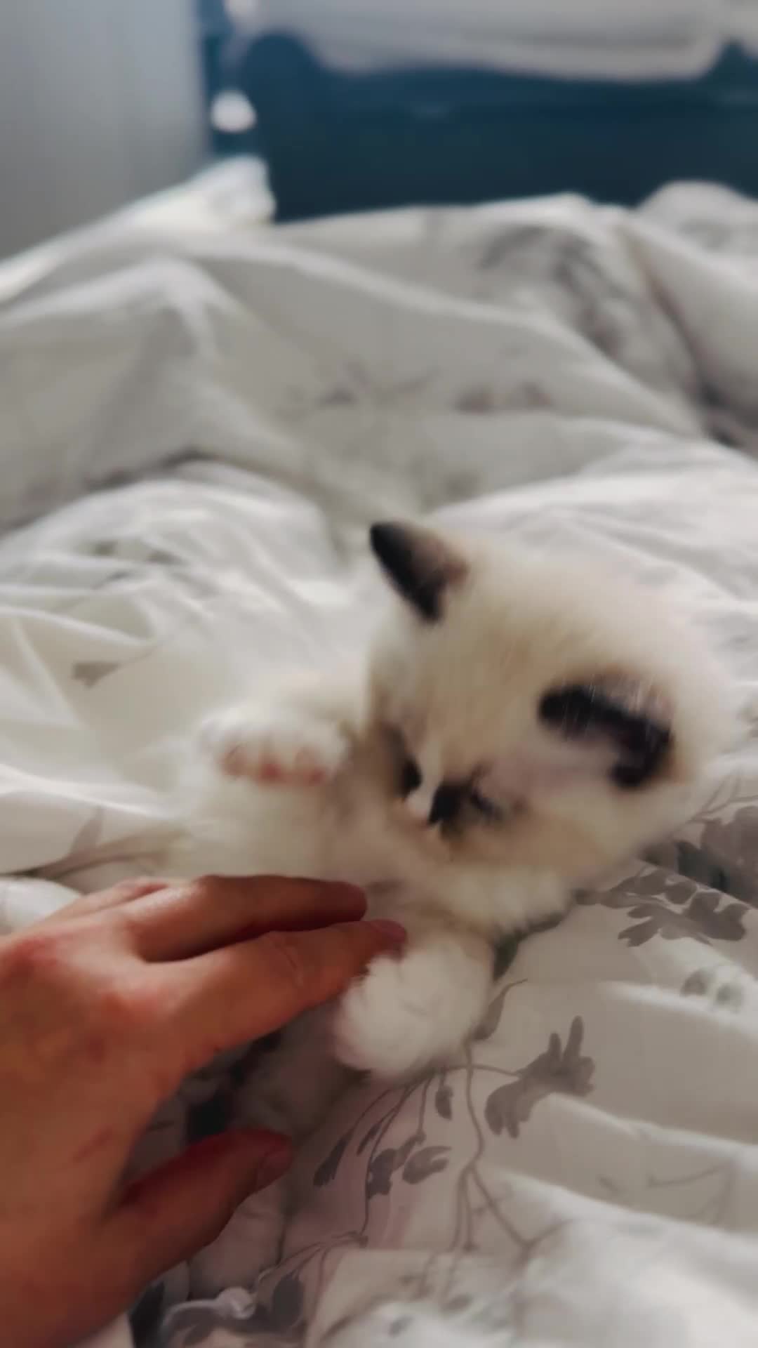 Ragdoll cats for sale: 💙🐾Tica full Pedigree🐾EU Ragdoll 🐱🐾DNA Clear - Video 1