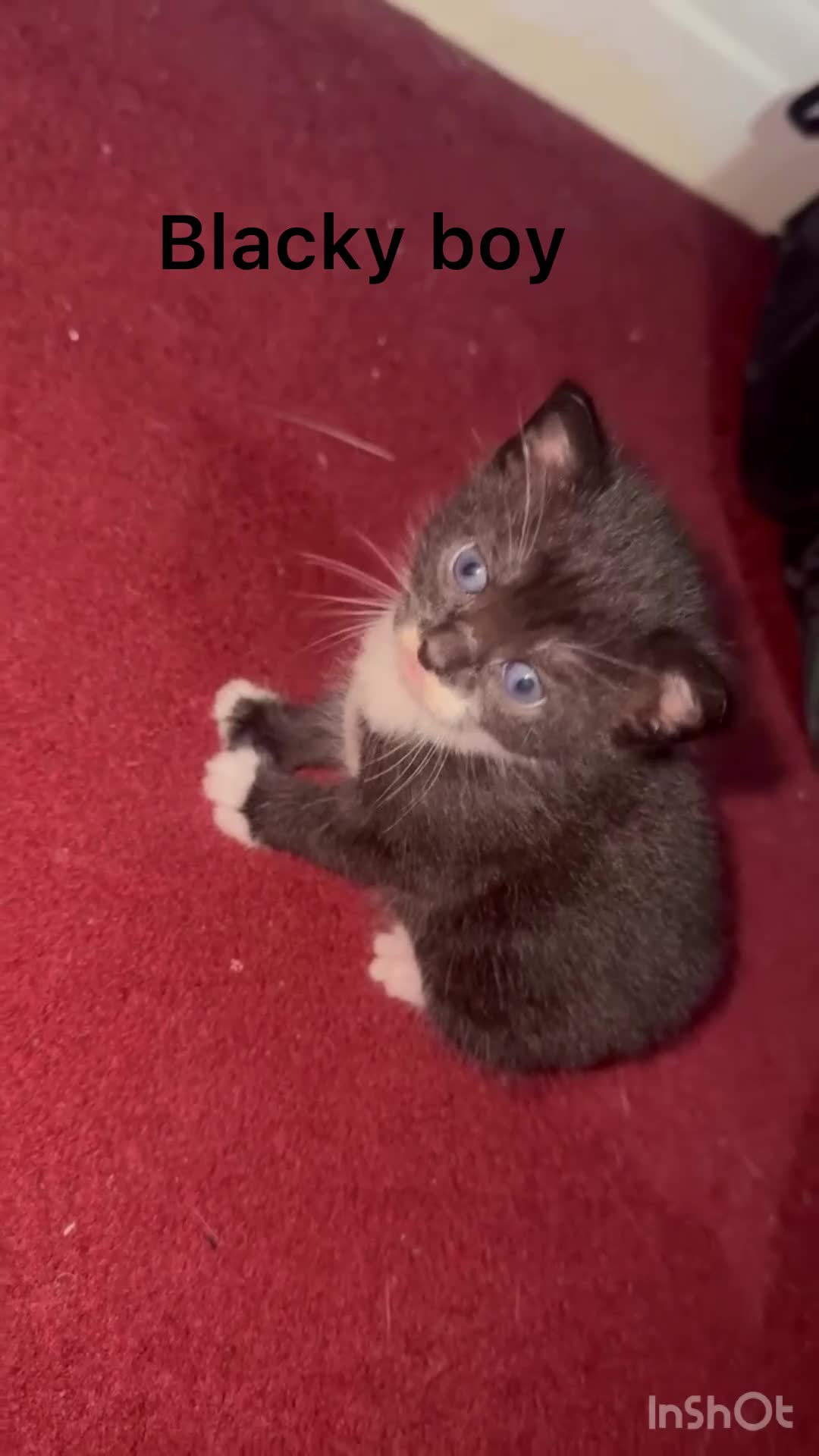 Mixed Breed cats for sale: Two beautiful kittens for sale  - Video 1