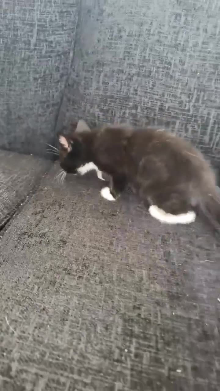 Mixed Breed cats for sale: Twin chocolate fluffys & 3 fluffy tuxedos🤍 - Video 3