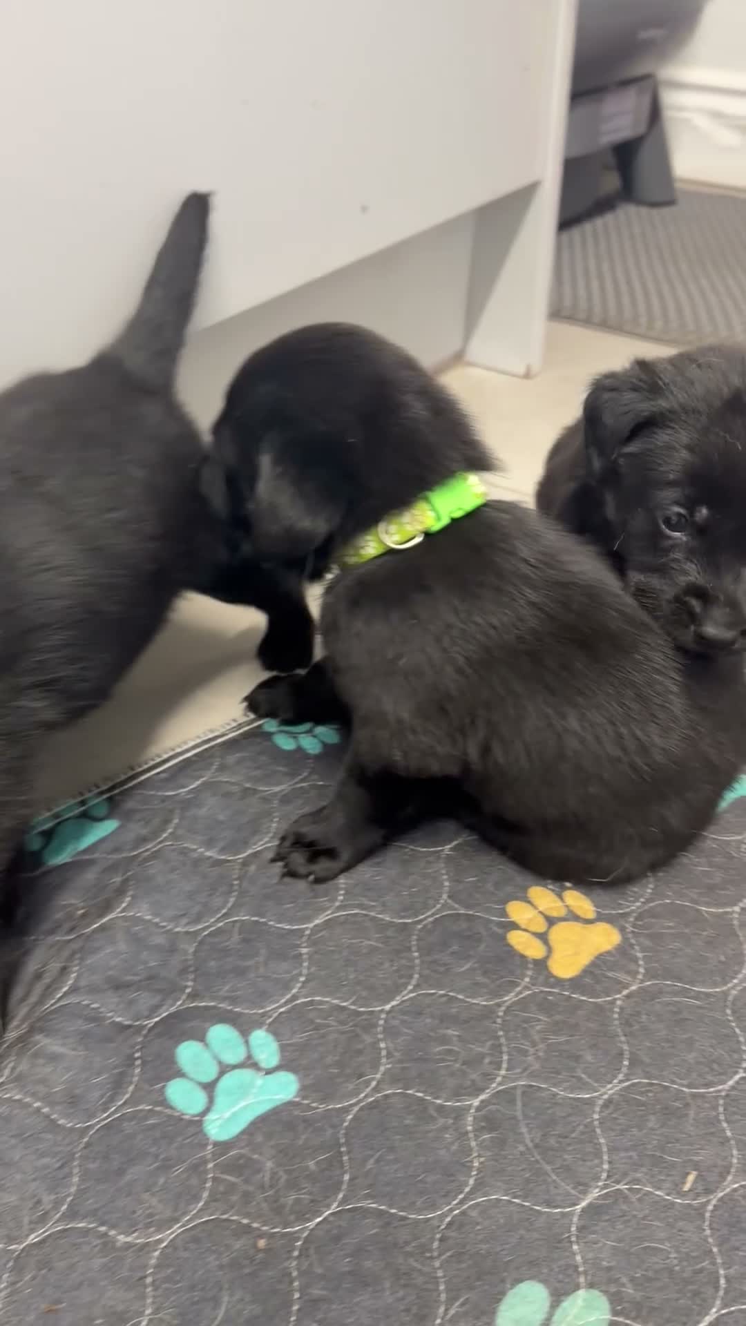 Labrador Retriever dogs for sale: Chunky black Labrador pups 💕 - Video 2