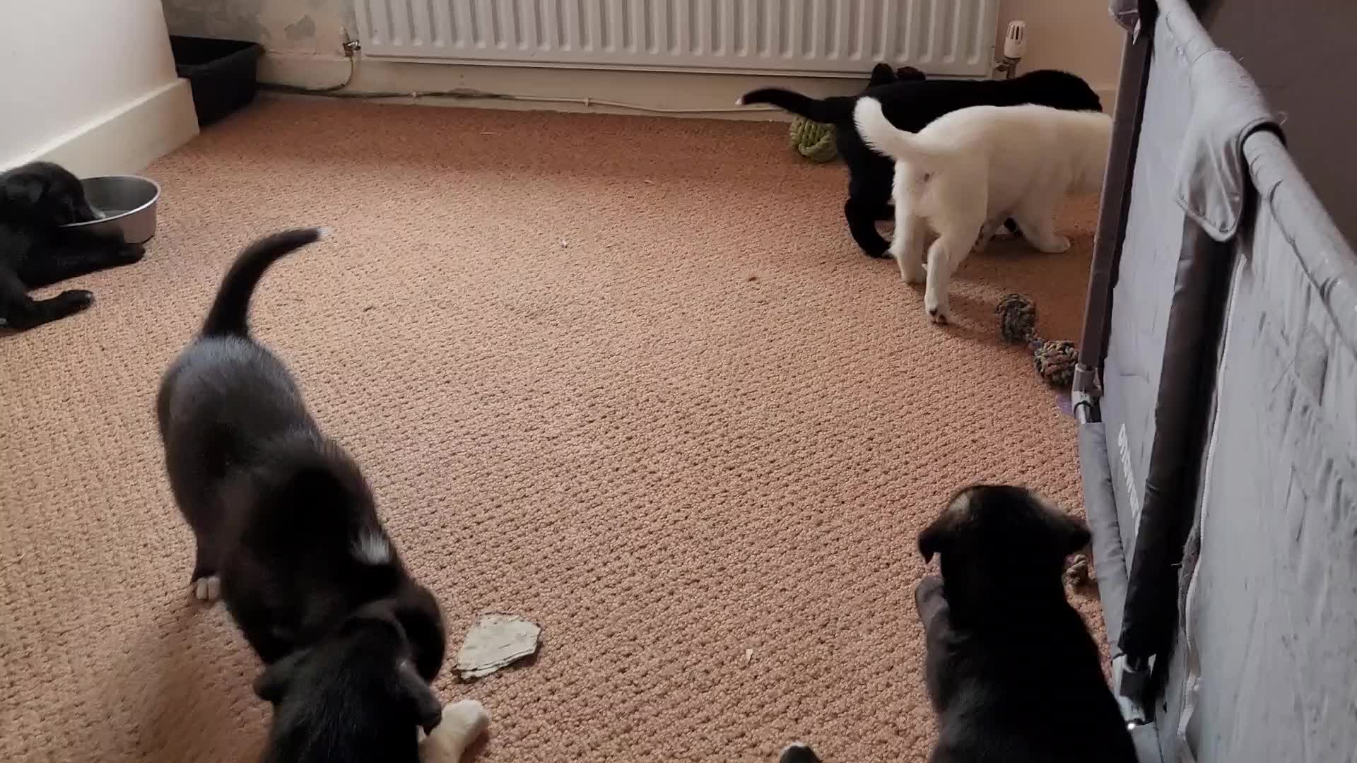 Mixed Breed dogs for sale: Husky Cross Puppies - Video 2