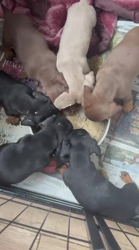 Dachshund dogs for sale: Dachshund  - Video 1
