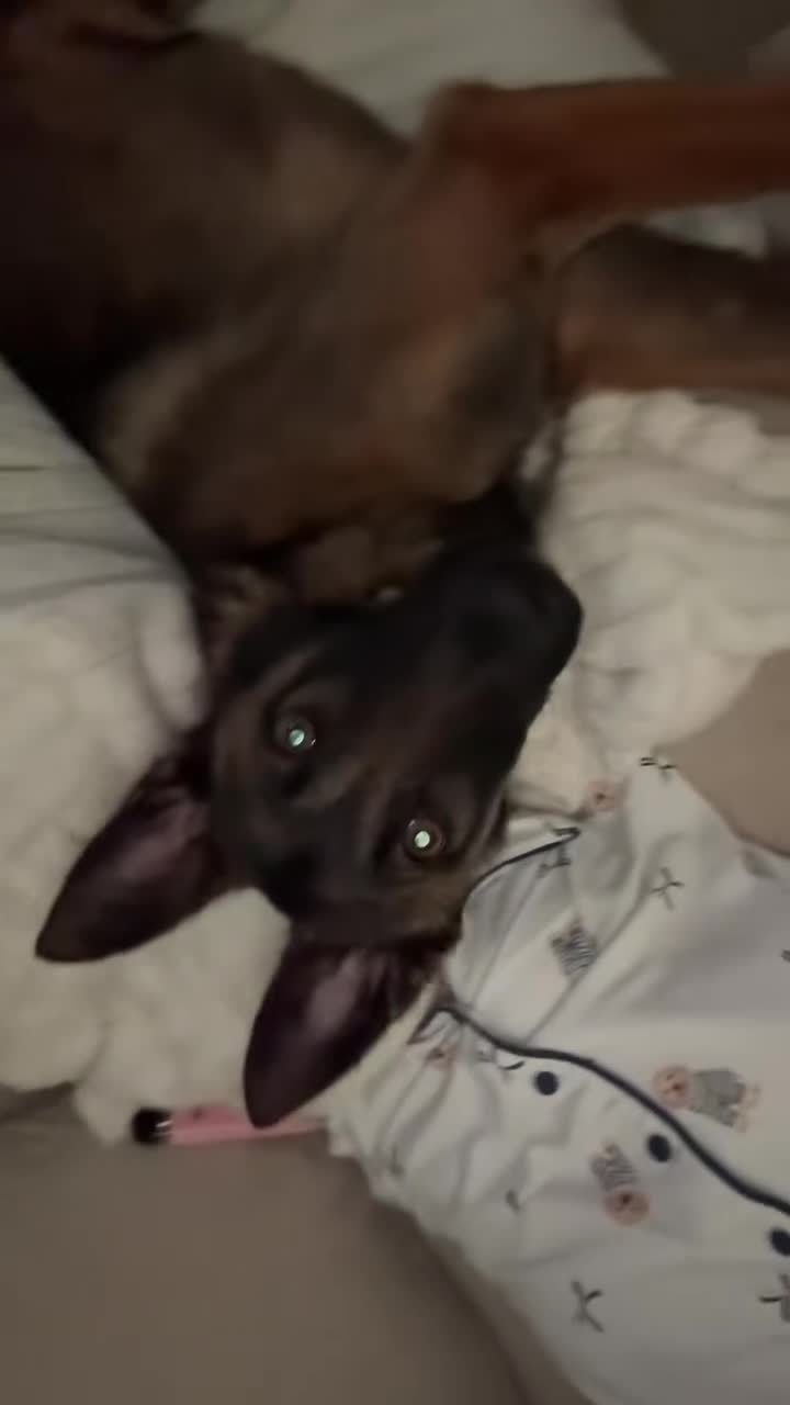 Belgian Shepherd Dog dogs for sale: 8 month Belgian Malinois in Birkenhead - Video 1