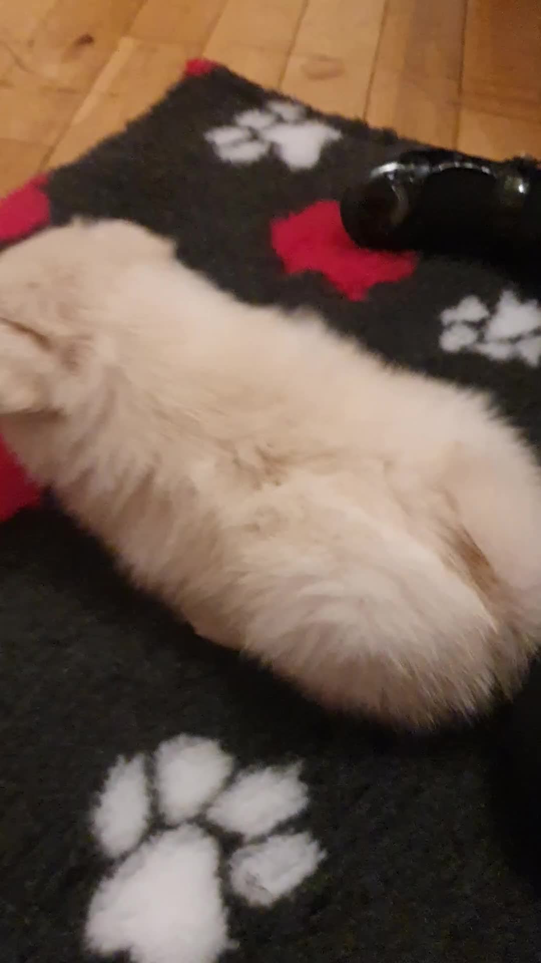 Pomeranian dogs for sale: Pomeranian pups  - Video 2