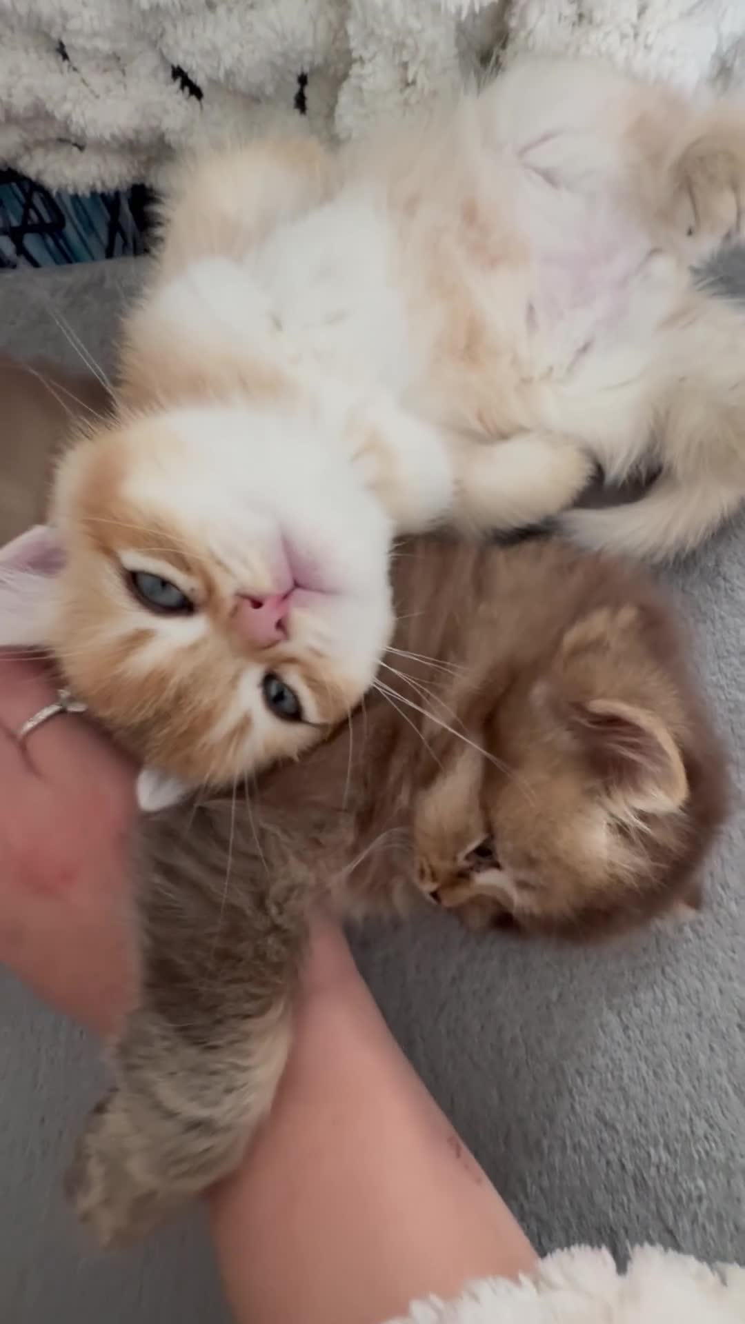 British Longhair cats for sale: Pedigree British longhair golden chocolate black - Video 3