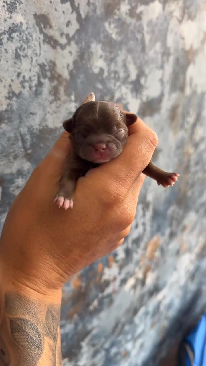 Chihuahua dogs for sale: 💖 Chocolate females and black tri male 💖 - Video 1