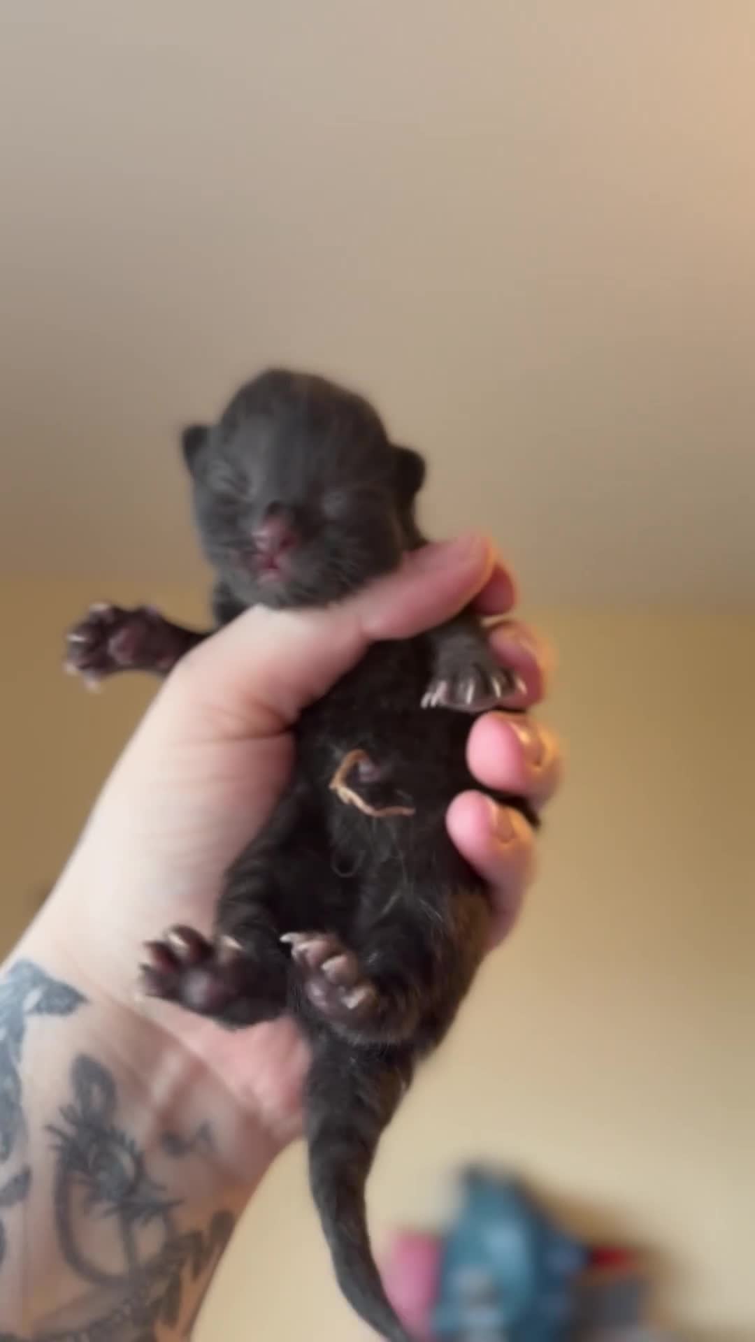 Domestic Shorthair cats for sale: 4 Stunning Baby Kittens – Ready to reserve  - Video 4