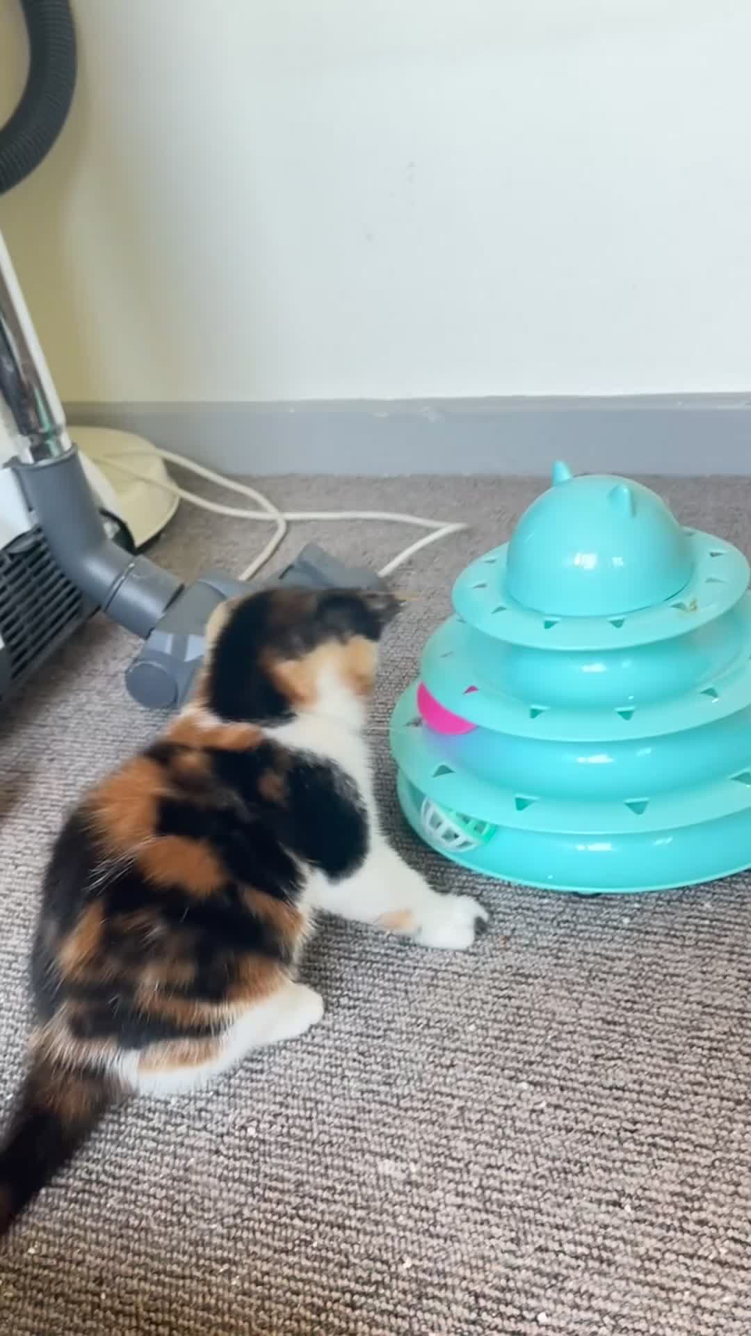 Mixed Breed cats for sale: Beautiful female cat - Video 1