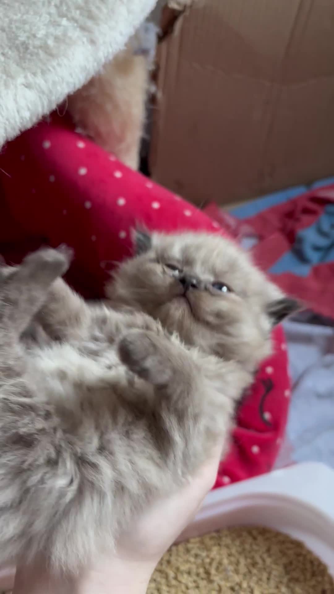 Perdoll cats for sale: Luxury Perdoll Kittens Available To Reserve  - Video 2
