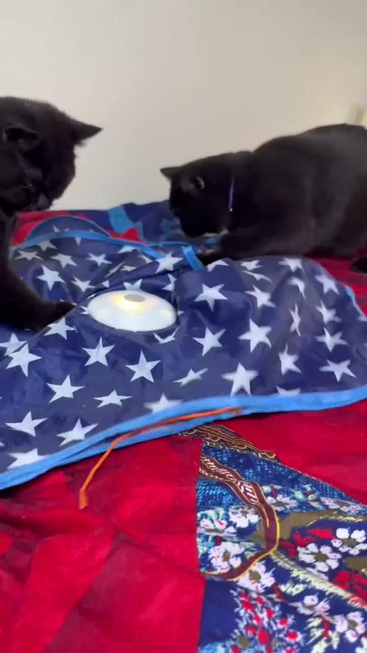 British Shorthair cats for sale: 2 Male Kind Friendly Healthy Vaccinated Microchip - Video 3