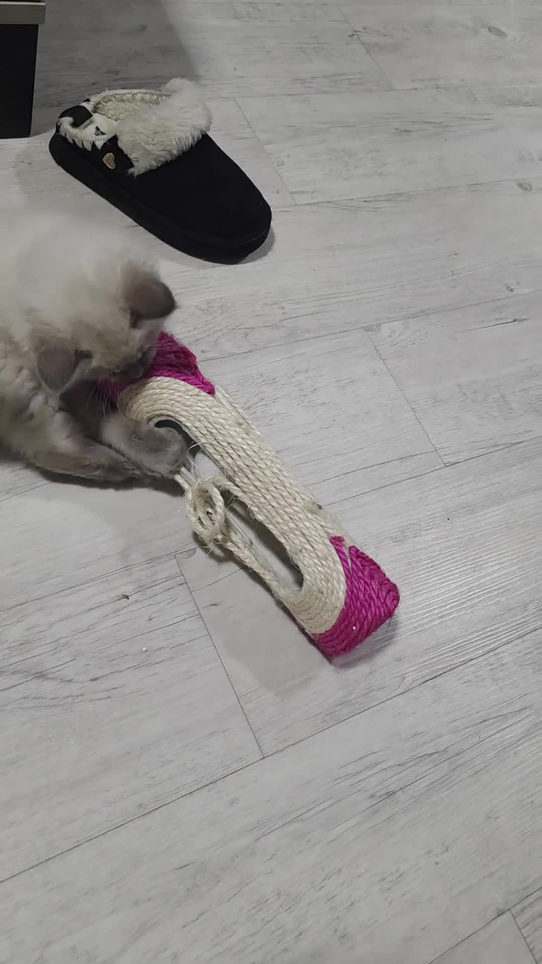 Ragdoll cats for sale: Blue point ragdolls  in Colchester - Video 1