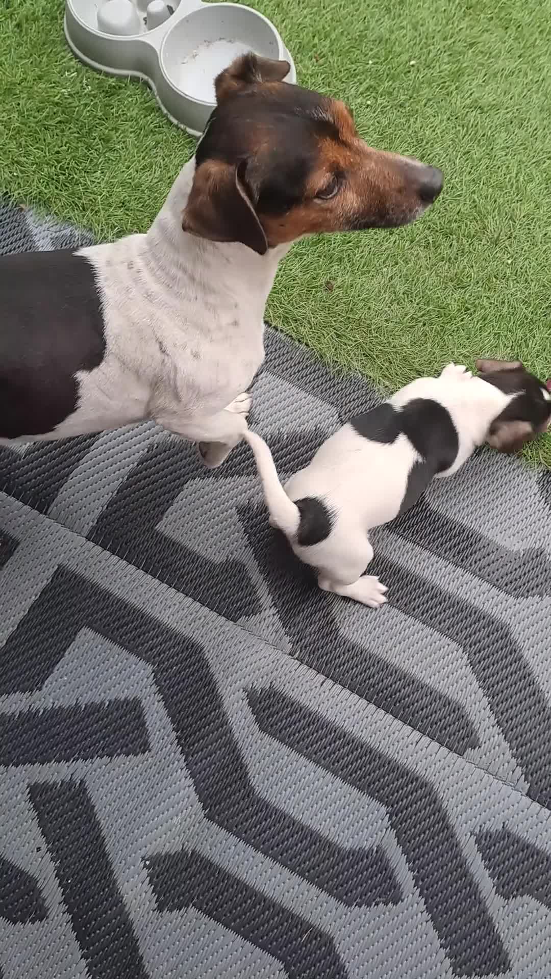 Jack Russell dogs for sale:  Jack Russell miniature  - Video 1