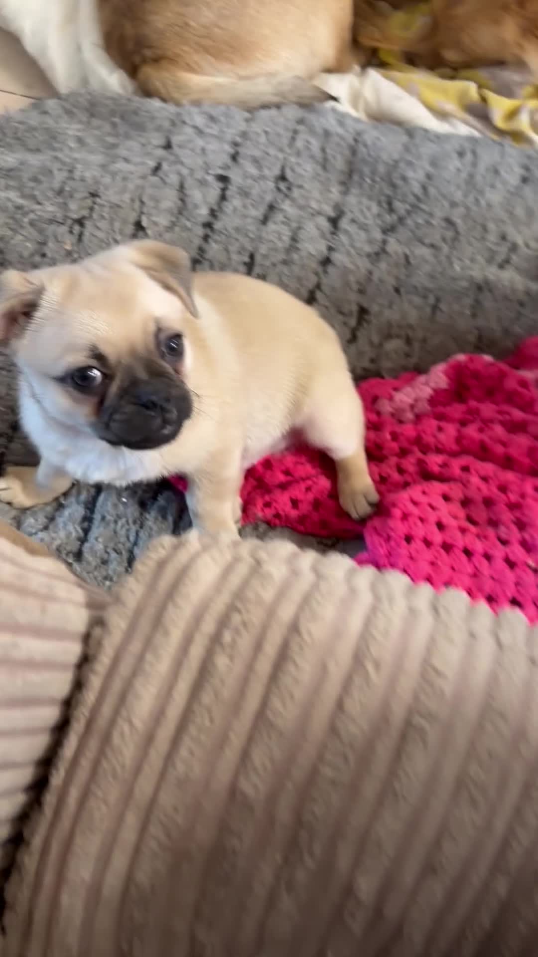 Pomeranian dogs for sale: Pug x Pomeranian mixed breed Puppies  - Video 1