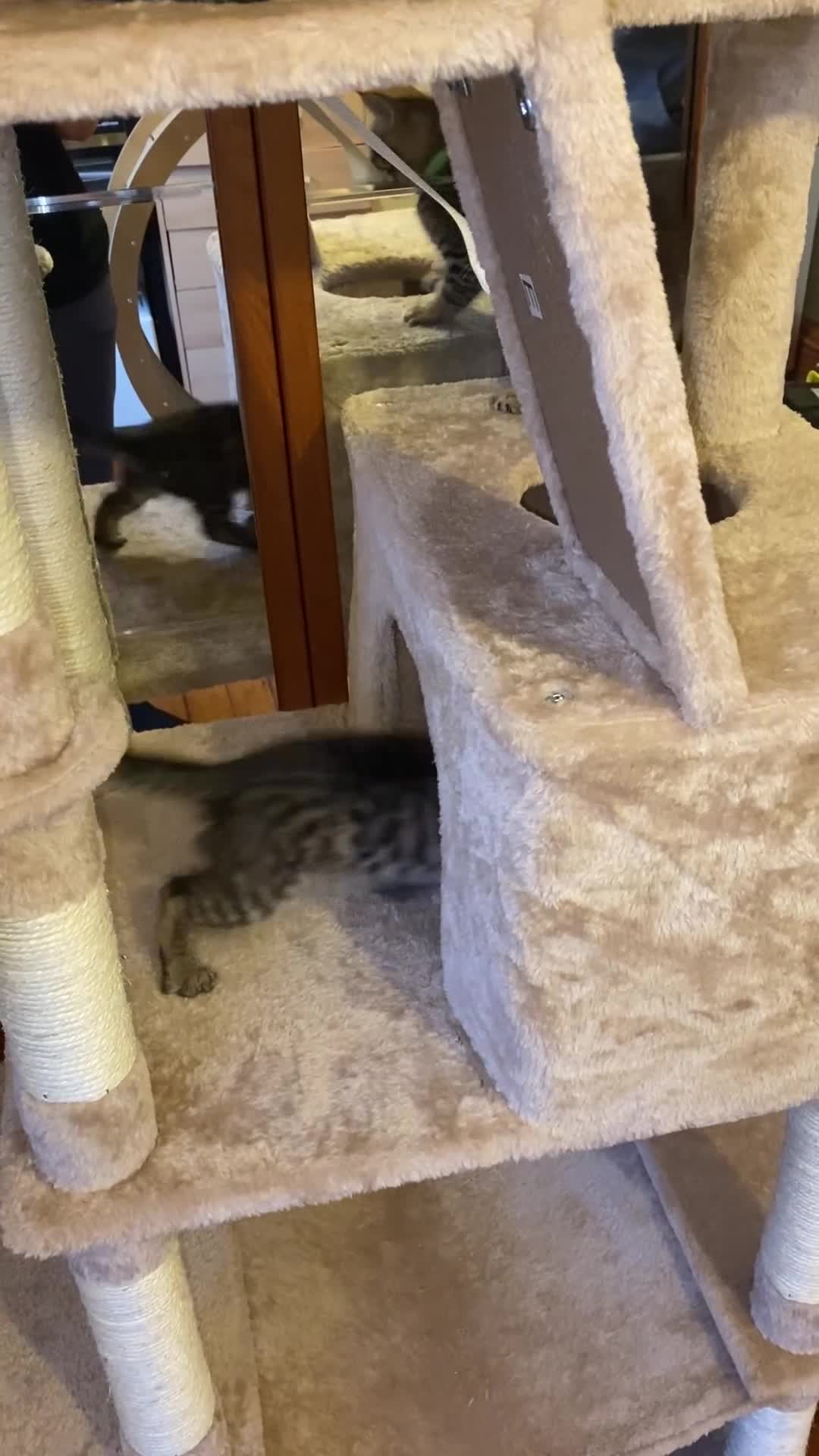 Mixed Breed cats for sale: Savannah X Maine Coon kittens - Video 1