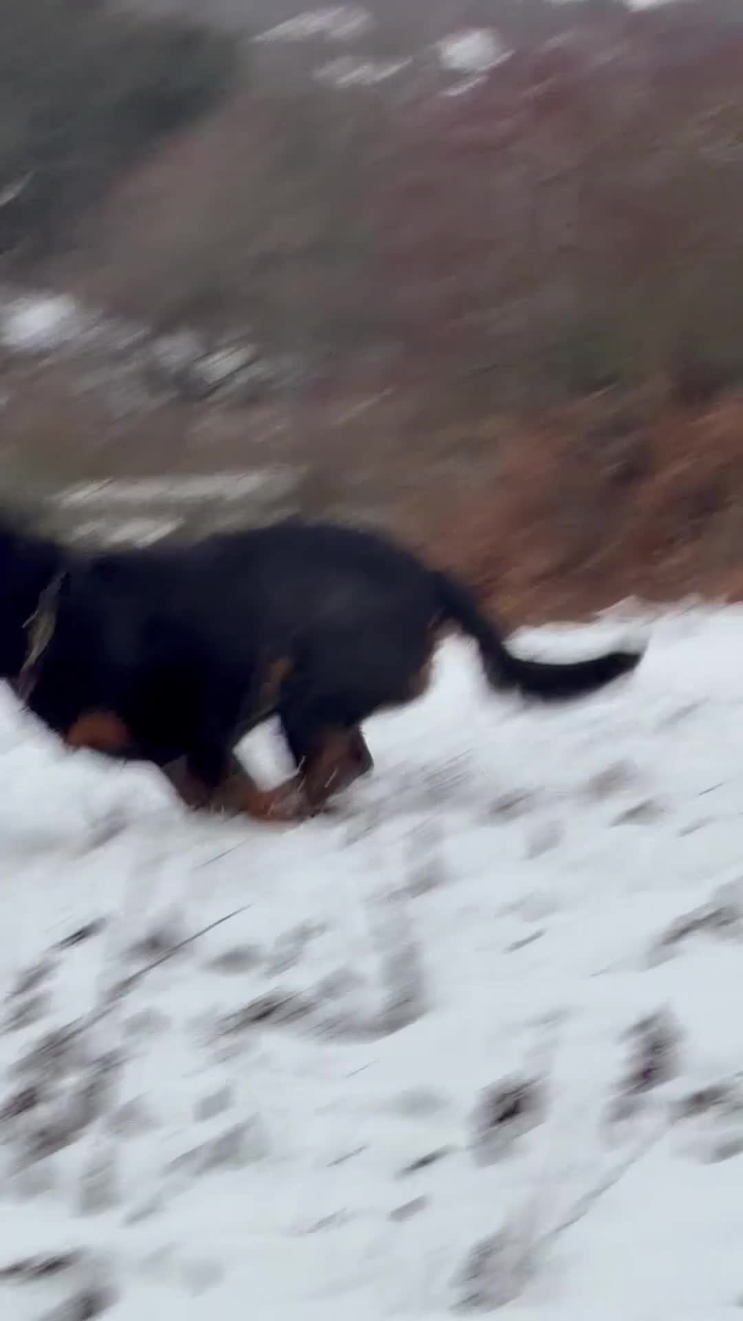 Rottweiler dogs for stud: BEAUTIFUL OLD TYPE BIG BONED ROTTIE! For stud in Mansfield - Video 5