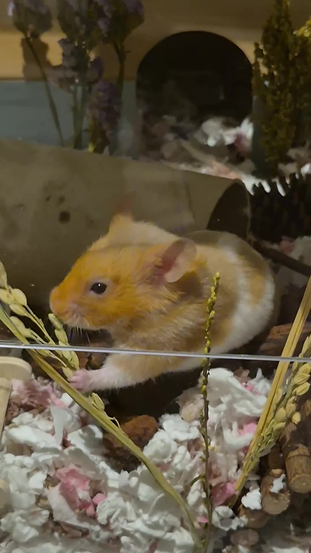 Hamster rodents for sale: My little syrian hamster needs a new home in Glasgow - Video 3