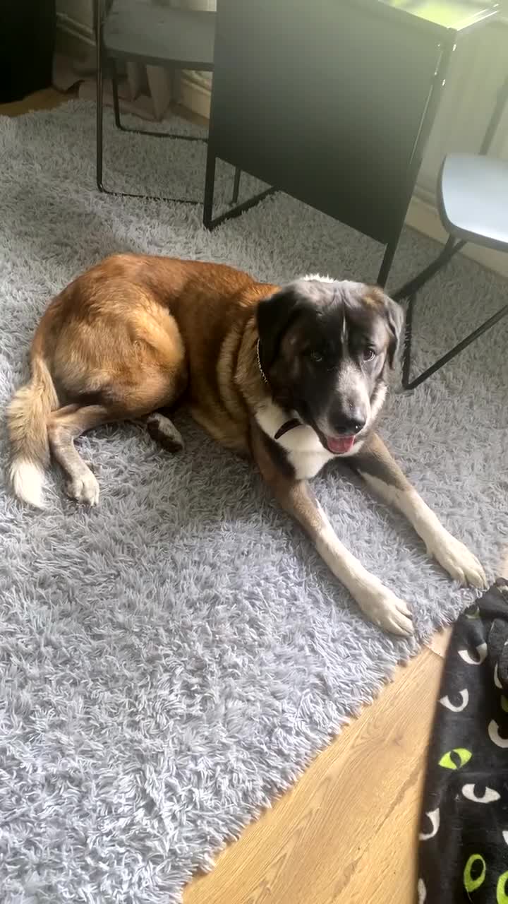 Mixed Breed dogs for sale: He is a Portuguese mastiff in Tadworth - Video 3