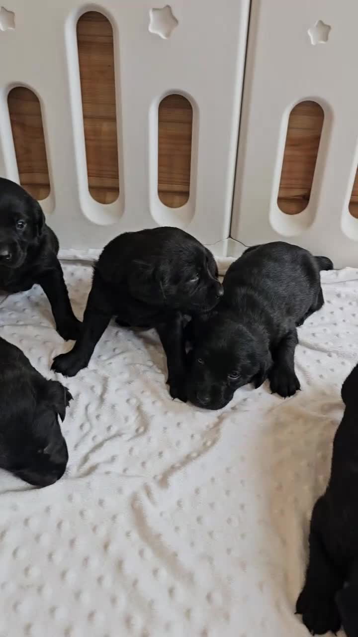 Labrador Retriever dogs for sale: 7 STUNNING BLACK LABRADOR PUPPIES - Video 1