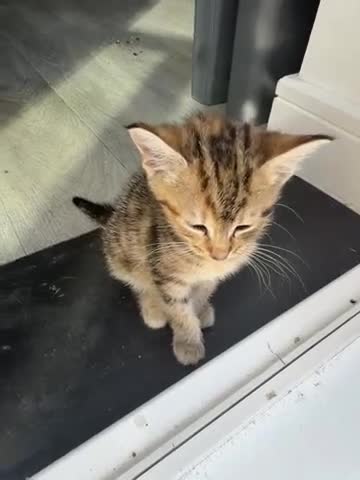 British Shorthair cats for sale: Kittens for Sale  in Luton - Video 1
