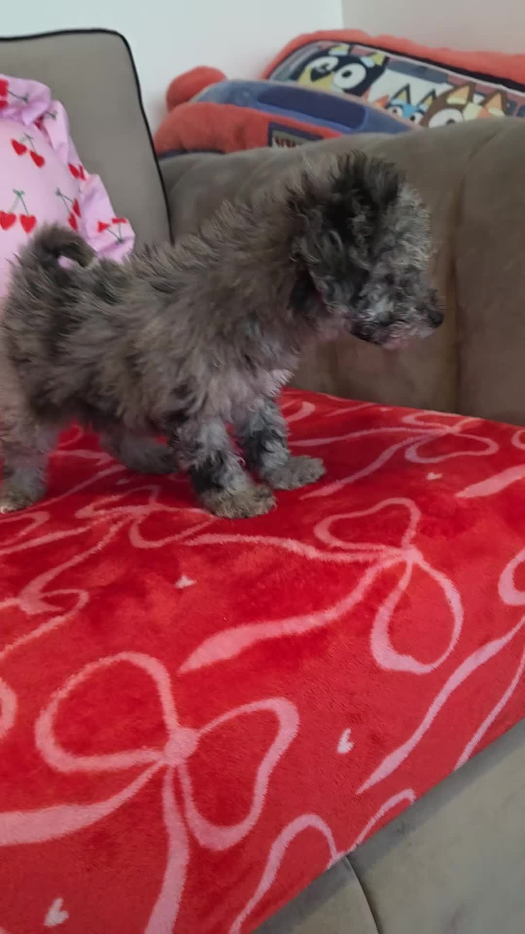 Toy Poodle dogs for sale: Gorgeous littler of x ** mall toy poodles  - Video 1