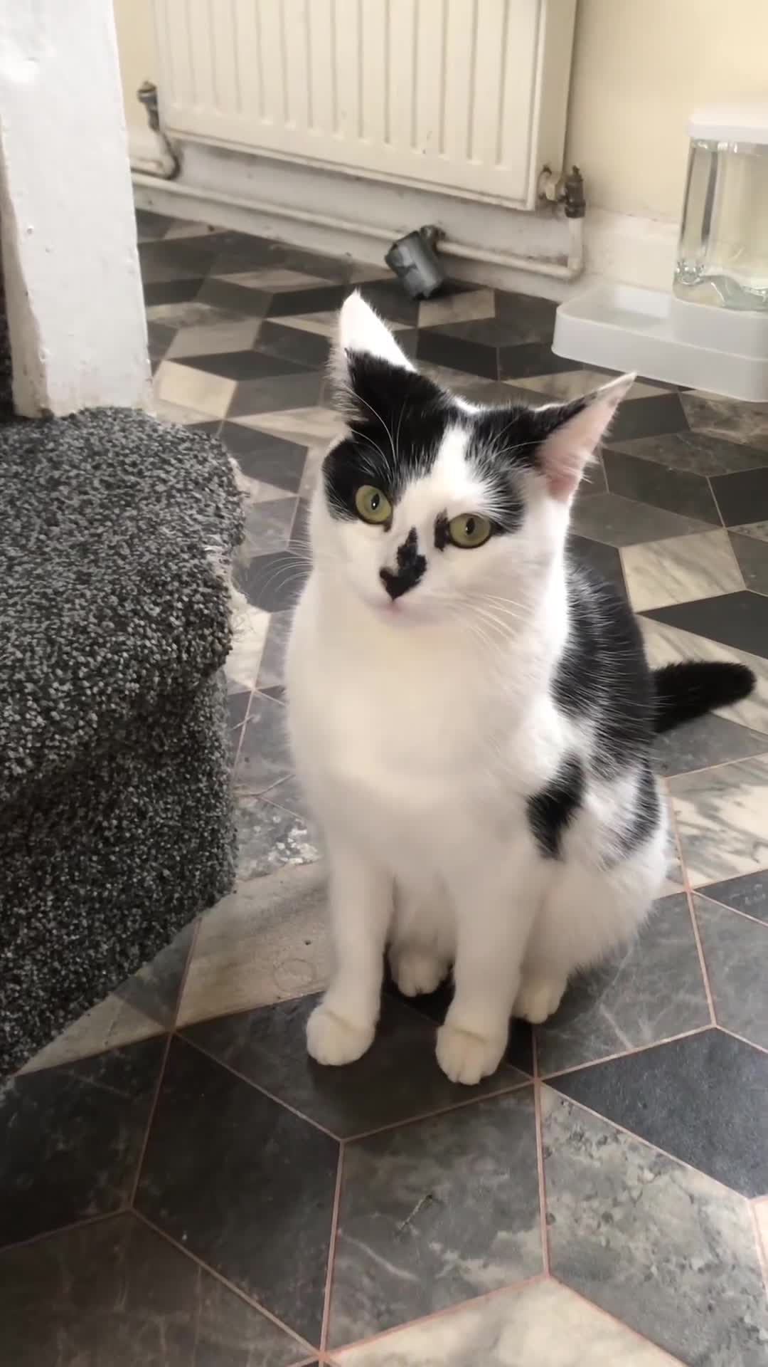 Domestic Shorthair cats for sale: 2 female cat for rehomnig - Video 1