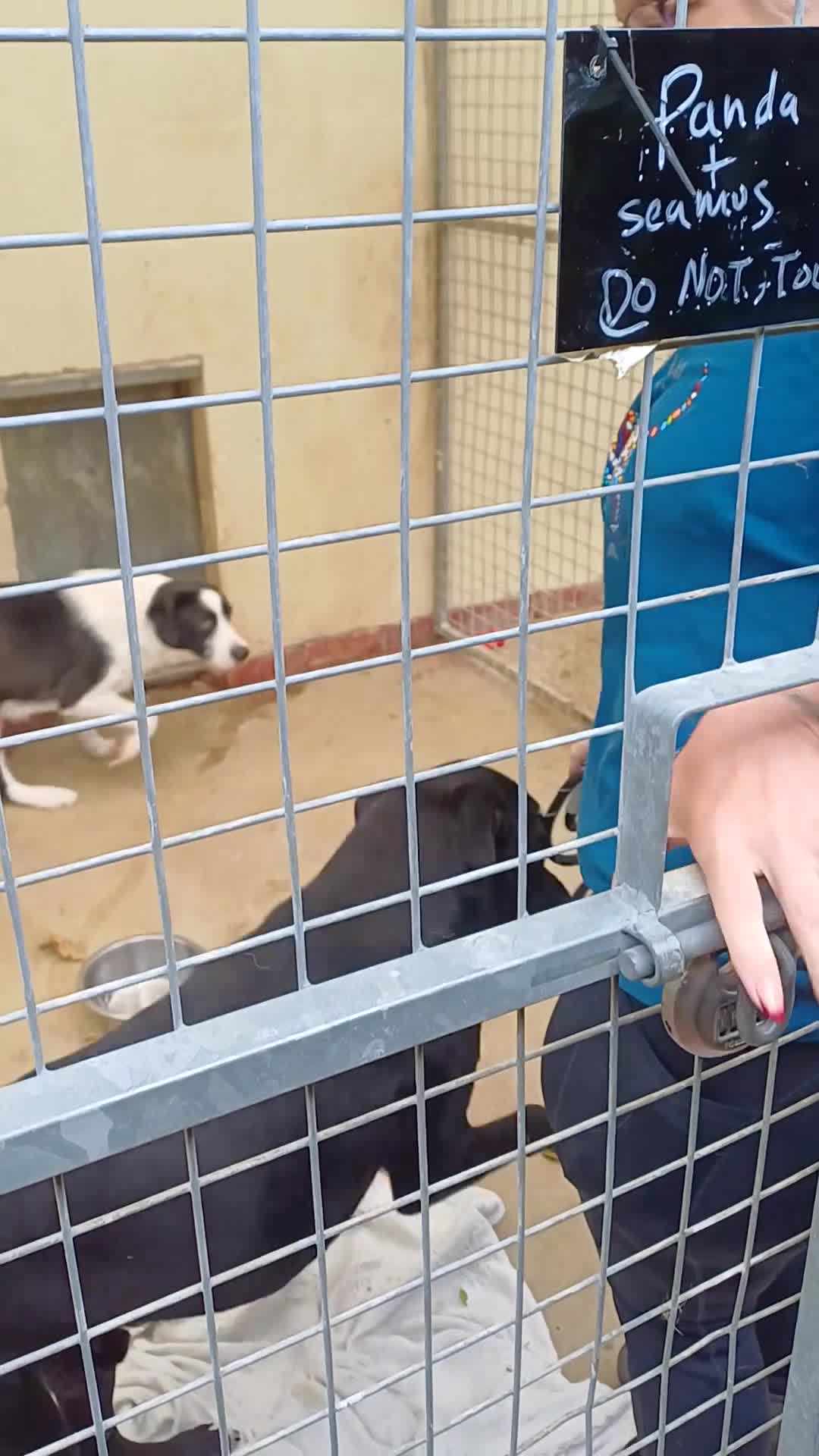 Mixed Breed dogs for adoption: Meet PANDA - a Superb Young Boy for a Loving Home in Leicester - Video 1
