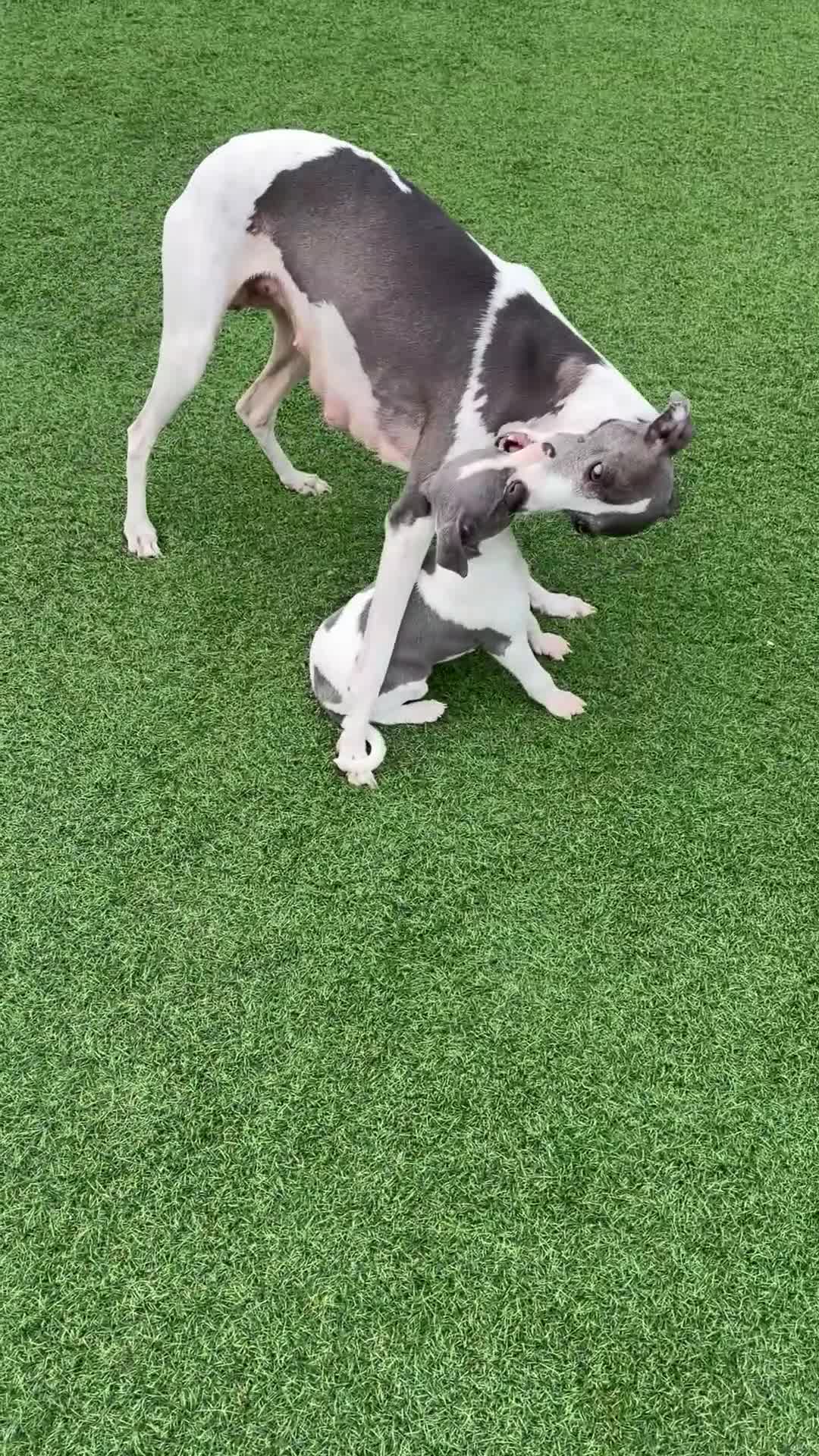 Italian Greyhound dogs for sale: Italian greyhound puppies  - Video 5