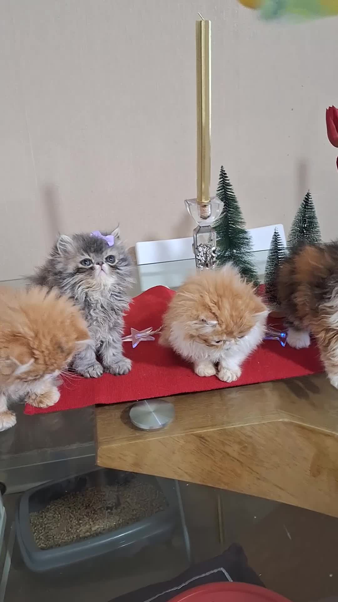 Persian cats for sale:  Outstanding Purebred Persian Kittens Pet Only - Video 2