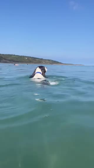 English Springer Spaniel dogs for stud: Proven English Springer Spaniel for stud  in Bude - Video 2