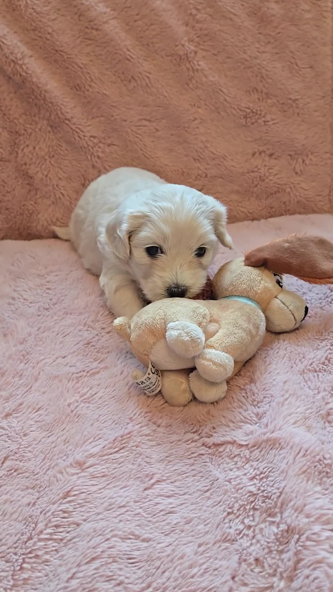 Maltipoo dogs for sale: Beautiful Maltipoo puppies available in July - Video 5