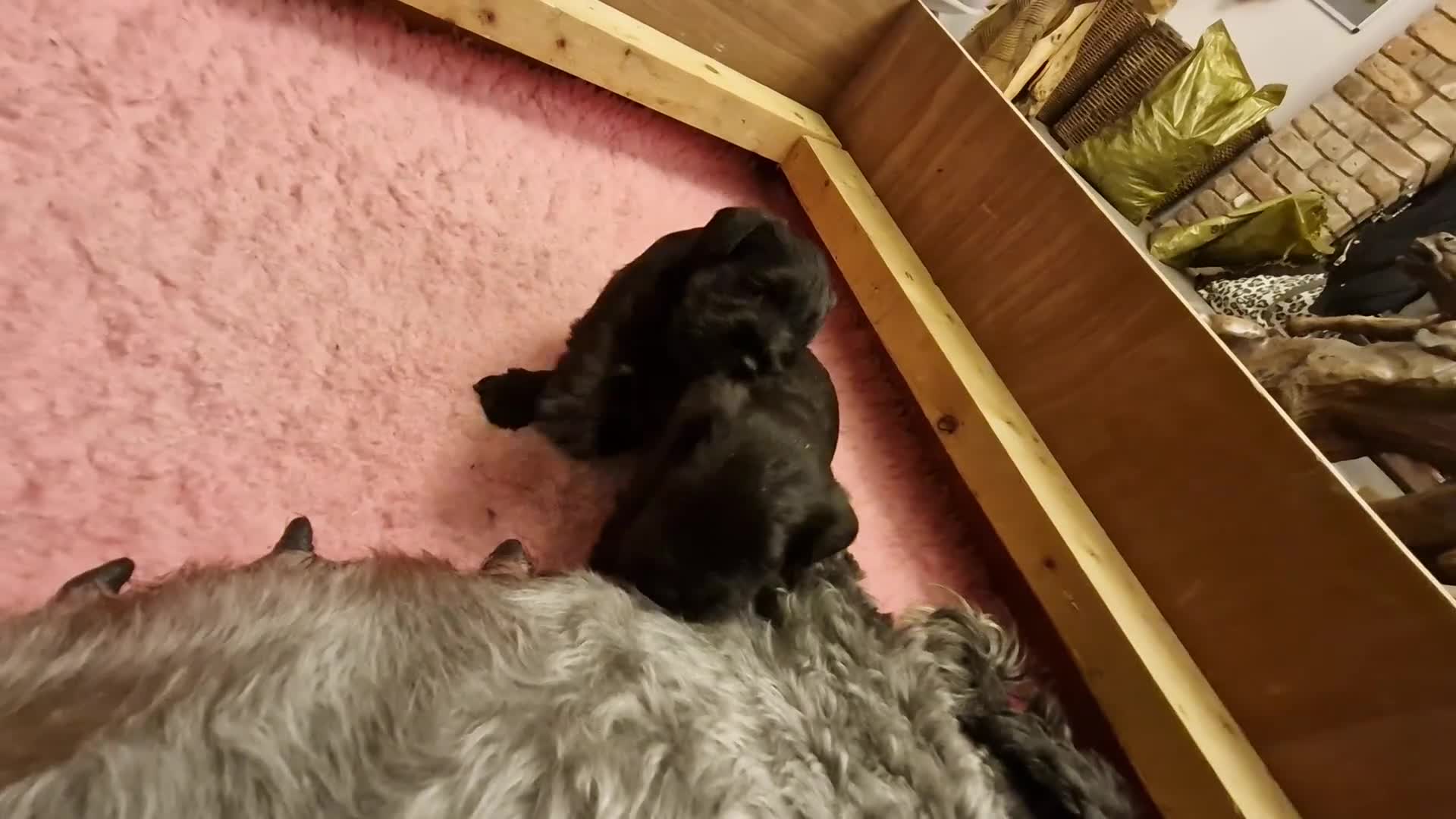 Miniature Schnauzer dogs for sale: Perfect Miniature Schnauzer Puppies, 1 boy, 1 girl - Video 2