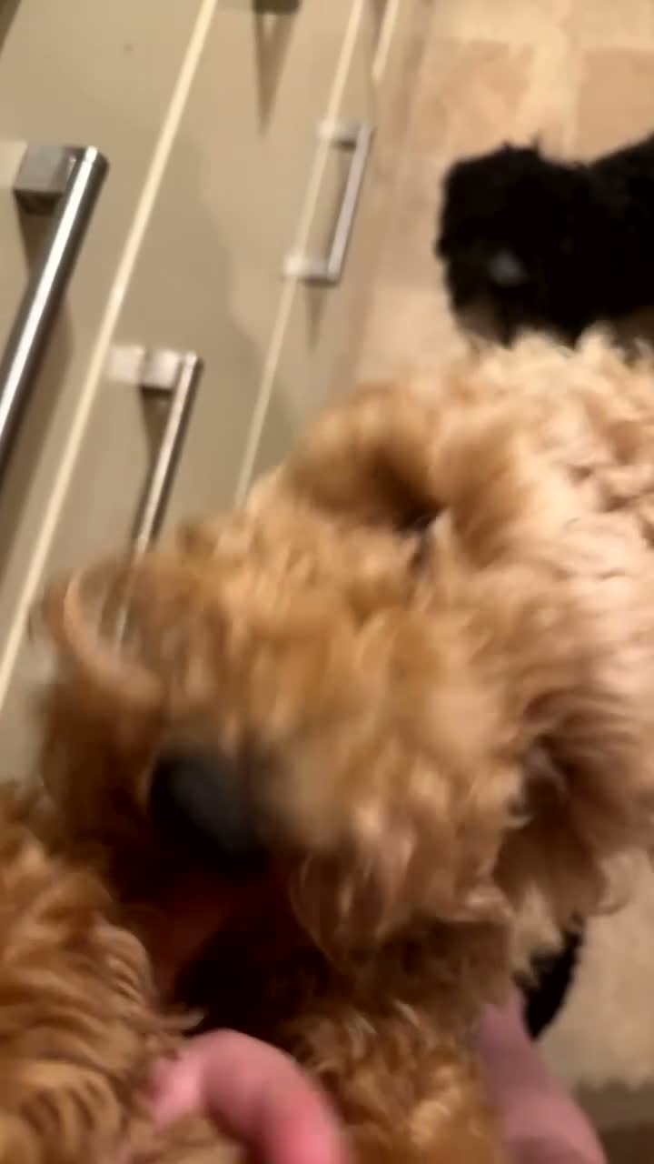 Miniature Poodle dogs for sale: 10 month old Golden Poodles in Hull - Video 2