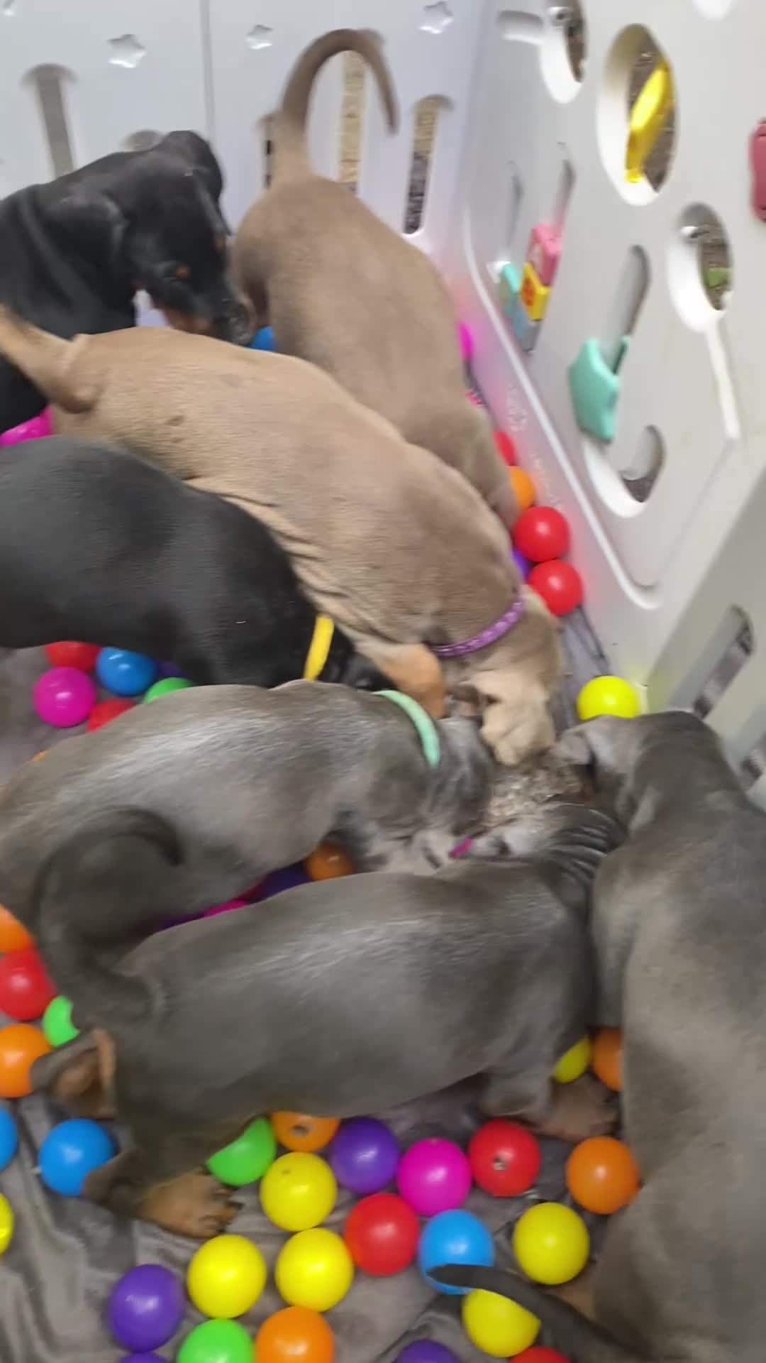 Dobermann dogs for sale: KC REGISTERED DOBERMAN ( 11 months old : Intact) - Video 1