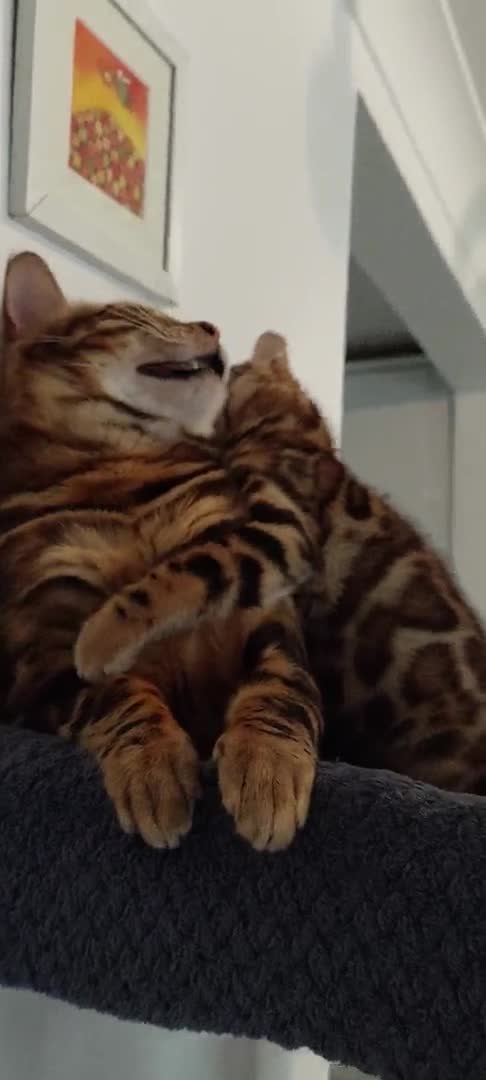 Bengal cats for stud: Impressive Stud Bengal TICA WCF reg in Harlow - Video 4